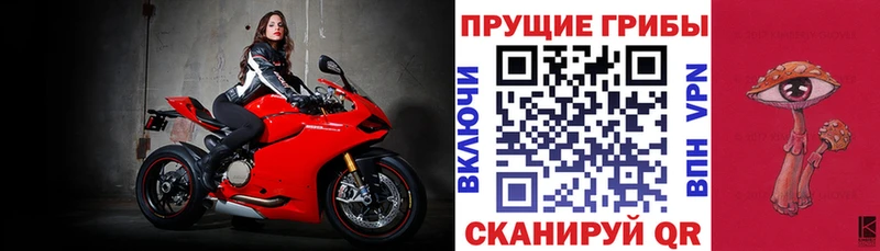 Галлюциногенные грибы Psilocybe  Гусиноозёрск 